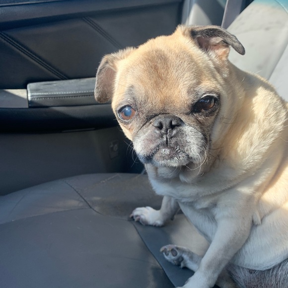 Meet your Posher, Jax - Picture 1 of 1